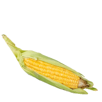 Fresh Sweet Corn Cob by piece